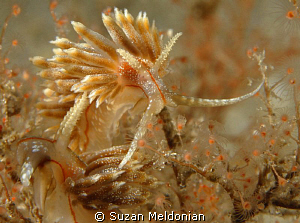 Field of Dreams......
Dondice Occidentalis by Suzan Meldonian 